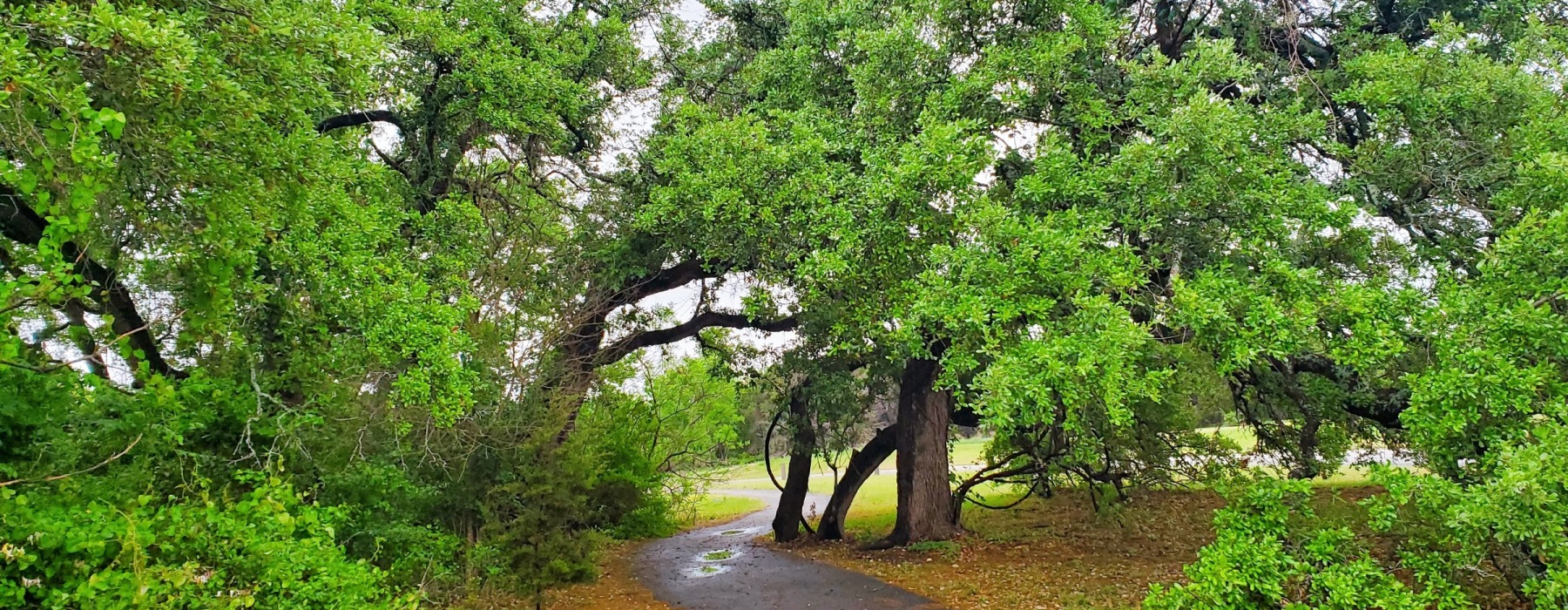 Tree-lined walking path in a Leander, TX park near Bevelo Larkspur